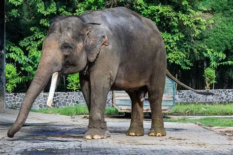 Sumatran elephant — endangered