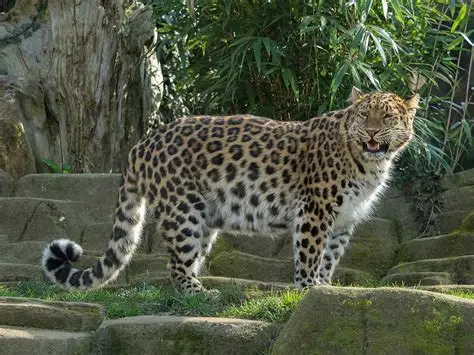 Amur leopard — critically endangered