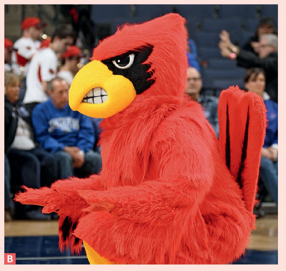 Big Red the Cardinal